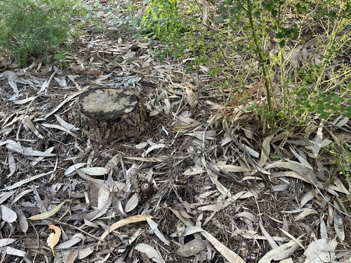 Geastrum triplex (Photo 2 of 2)