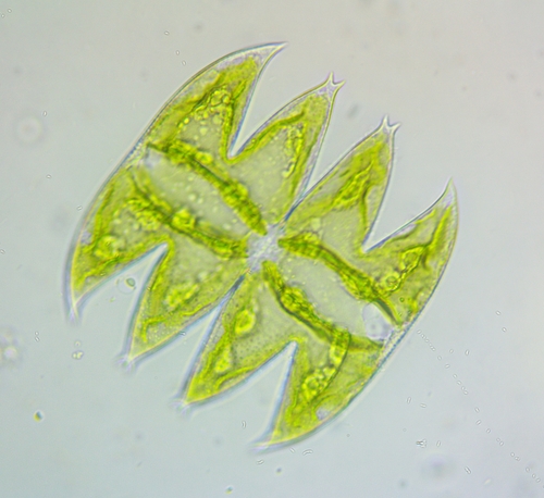 Micrasterias laticeps