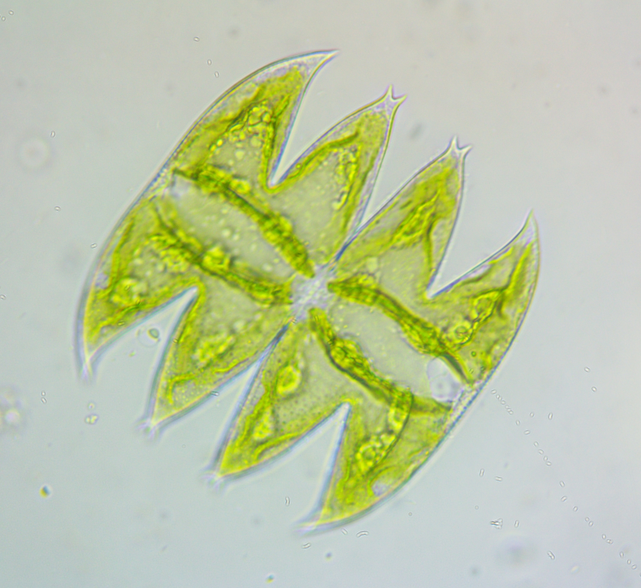 Micrasterias laticeps