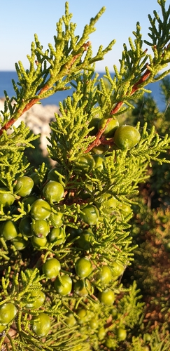 Mediterranean juniper