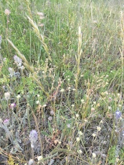 Helictochloa hookeri