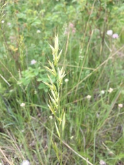 Helictochloa hookeri