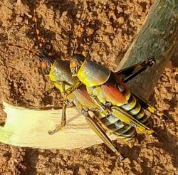 Elegant grasshopper