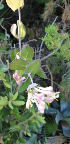 Mediterranean Honeysuckle