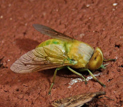 Chlorotabanus crepuscularis