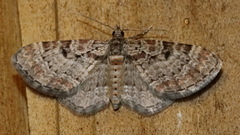 Eupithecia mutata