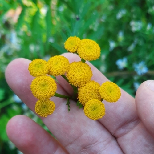 Tanacetum vulgare