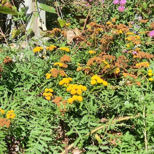 Tanacetum vulgare