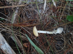 Yellow patches (Amanita flavoconia)