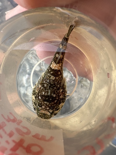 Marbled clingfish (Gobiesox marmoratus) — Gobiesocidae — 5