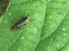 Cantharis flavilabris