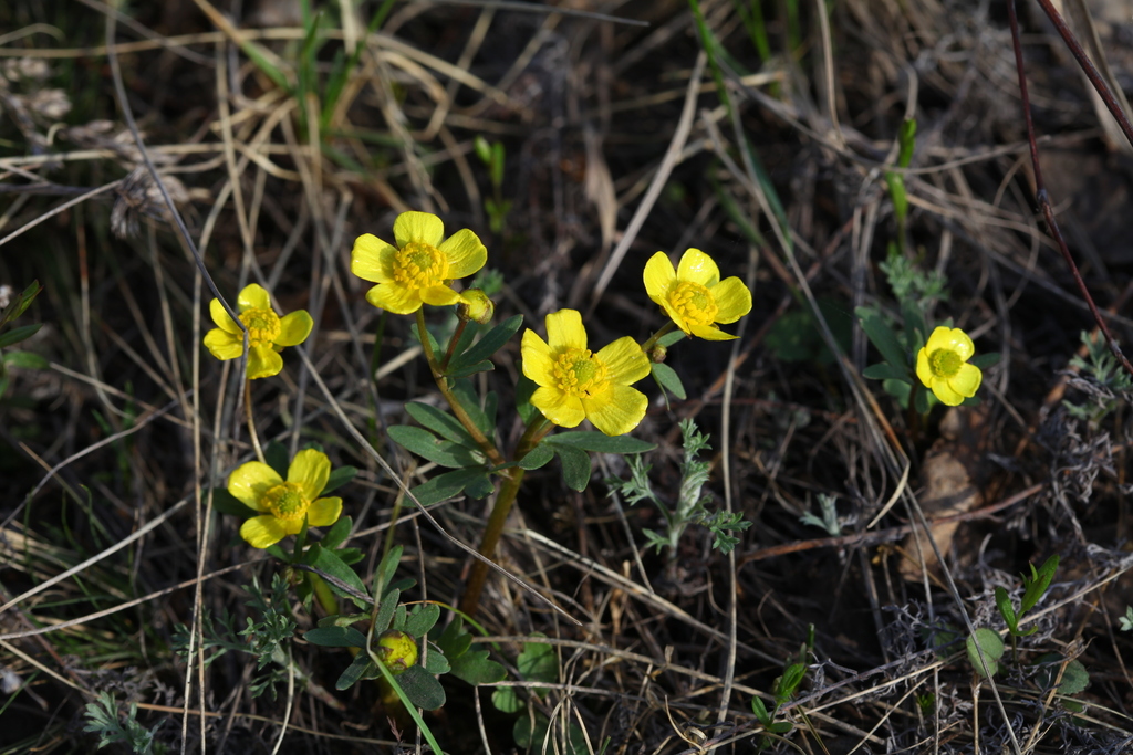 buttercups from Черлакский р-н, Омская обл., Россия on May 02, 2014 at ...