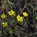 Ranunculus pedatus silvisteppaceus - Photo (c) Svyatoslav Knyazev, some rights reserved (CC BY), uploaded by Svyatoslav Knyazev