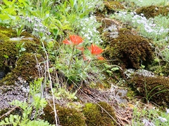 Castilleja rupicola