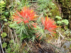 Castilleja rupicola