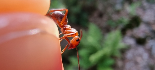 Southern Wood Ant, 6733 Wekerom, Holandia, photo 7 of 10