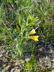 Oenothera pilosella