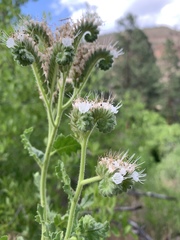 Phacelia pinkavae