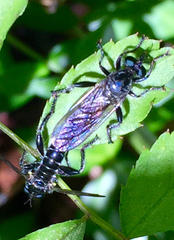 Laphria canis