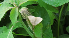 Zanclognatha pedipilalis