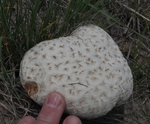 Calvatia booniana — (c) Colin Croft, some rights reserved (CC BY)
