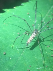 Tetragnatha versicolor