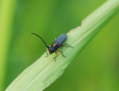 Phytoecia rufiventris