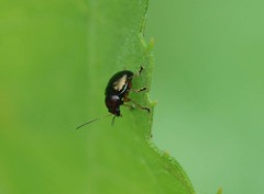 Basilepta fulvipes