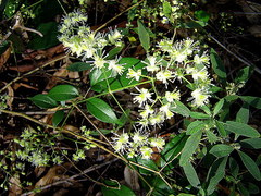 Clematis brasiliana