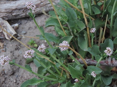 Valeriana carnosa