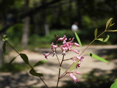 Apocynum venetum