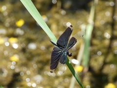 Rhyothemis fuliginosa