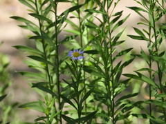 Aster pekinensis