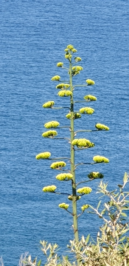 Agave d'Amérique