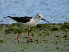 Himantopus himantopus