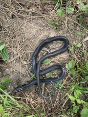 Coluber constrictor foxii