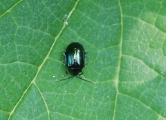 Hemipyxis plagioderoides