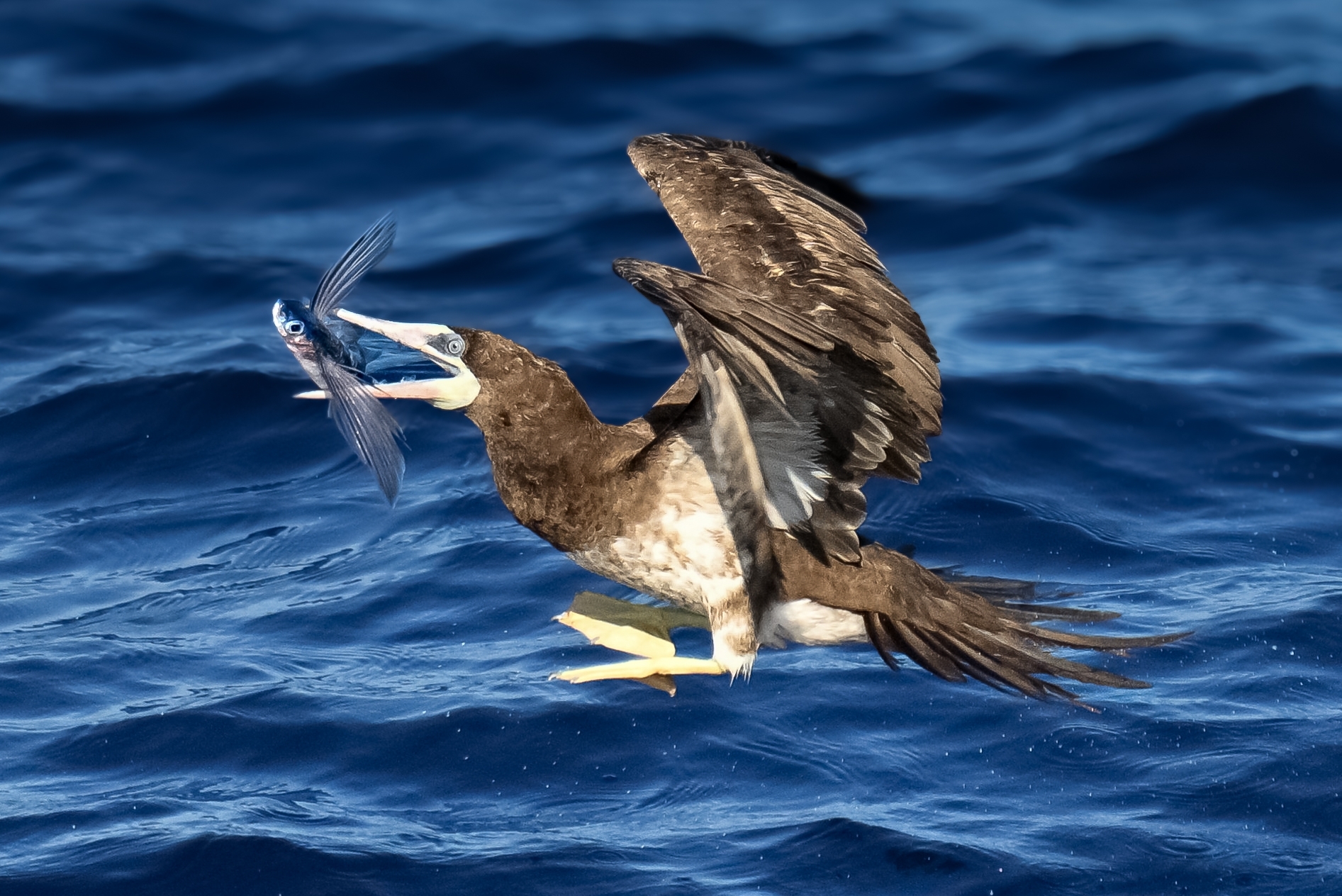 Brown Booby (Sula leucogaster)