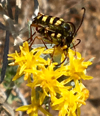 Stenostrophia tribalteata