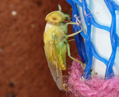 Chlorotabanus crepuscularis