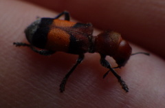 Enoclerus ichneumoneus