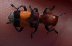 Enoclerus ichneumoneus