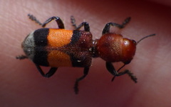 Enoclerus ichneumoneus