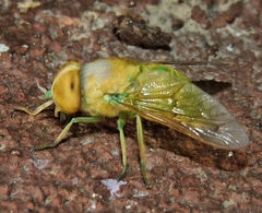 Chlorotabanus crepuscularis