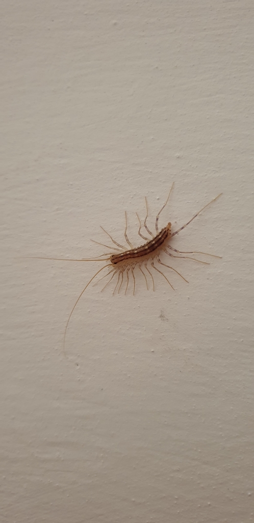 Spinnenläufer