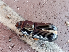 Odontotaenius disjunctus