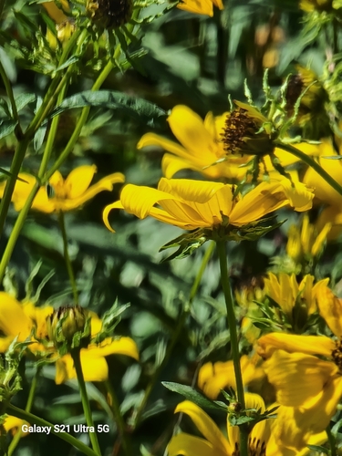 Image of Bidens polylepis by no rights reserved