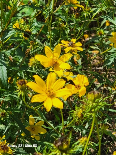 Image of Bidens polylepis by no rights reserved
