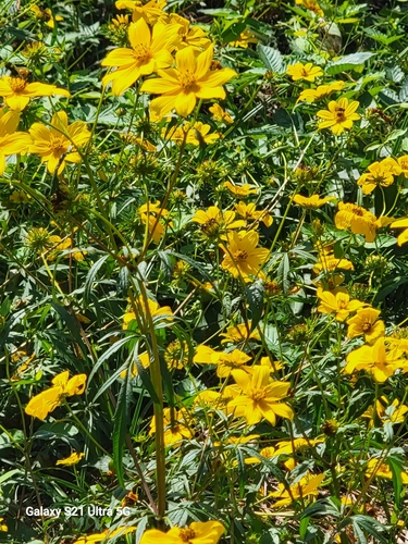 Image of Bidens polylepis by no rights reserved