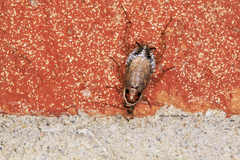 Ectobius lapponicus